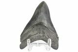 Fossil Megalodon Tooth - South Carolina #176193-1
